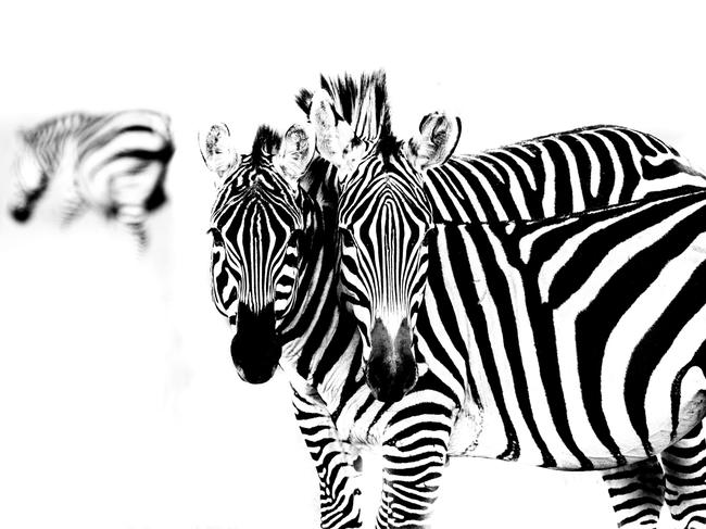 Zebras, black and white Steve Irwin’s 13-year-old son Robert demonstrates an exceptional talent behind the lens with a series of candid and close-up images of wildlife in their natural habitats. Picture: Robert Irwin