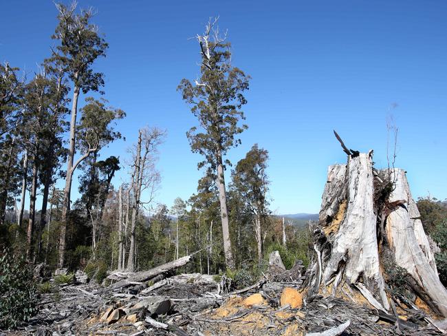 Coup within the Franklin-Gordon Wild Rivers National Park World Heritage Area that was logged around three years ago and is now part of a regeneration effortPicture Nikki Davis-Jones