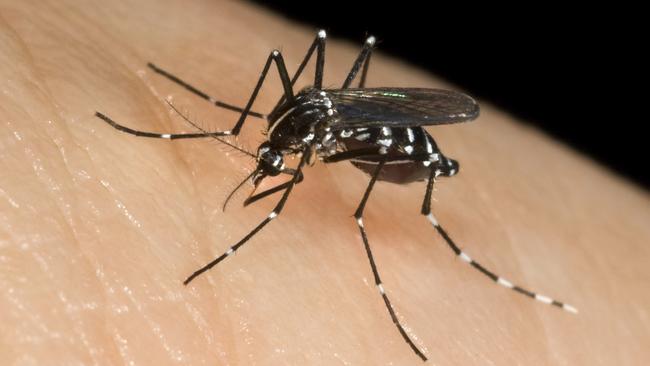 Asian Tiger Mosquito