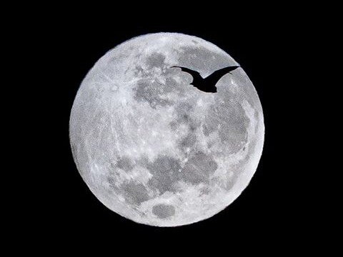 A bat flies past the penumbral lunar eclipse. Picture: @zaksphotographyau / Instagram