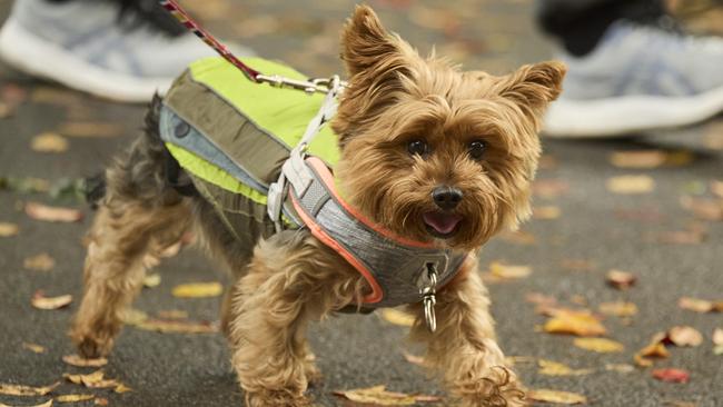 Million Paws Walk at Adelaide Botanic Gardens. Picture: Matt Loxton