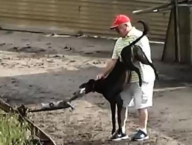 A scene from the Four Corners program exposing the practice of live baiting in greyhound racing.