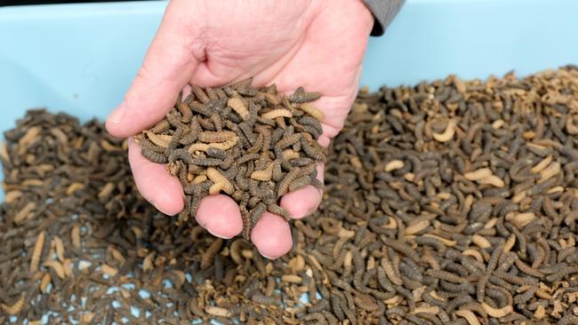 Black soldier fly larvae could be used to help Sydney tackle its food waste. Picture: Mark Wilson