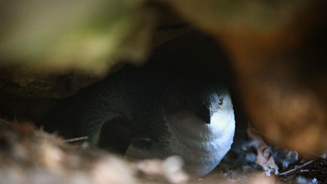 A Little Penguin's in a natural dug out where they breed near Store Beach on North Head. Two of the colony were killed by a fox this week. File picture: Adam Yip/Manly Daily