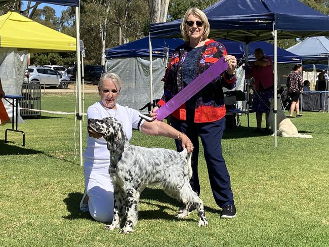 Missing SA show dog Miracle won Best Baby in Group at the 2023 Cohuna &amp; District Kennel Club Championship Show. Picture: Facebook