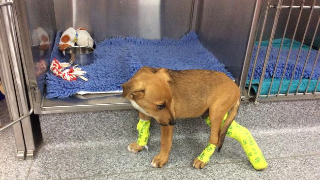 Bull mastiff puppy Scrubby suffered a broken leg after being kicked against a tree. Picture: Supplied