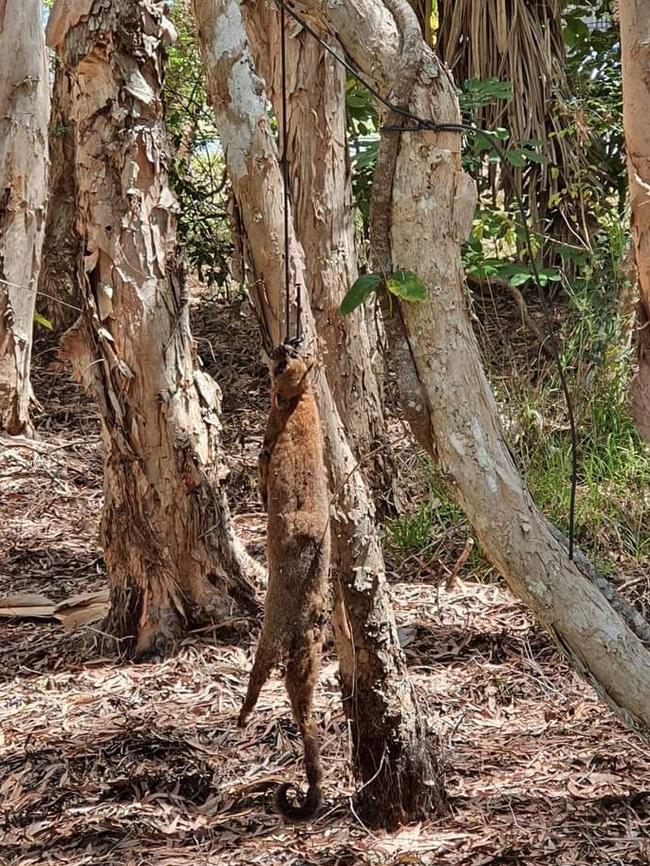 RSPCA is investigating after a photo of a dead possum in a noose and strung up in a tree at Slade Point emerged.