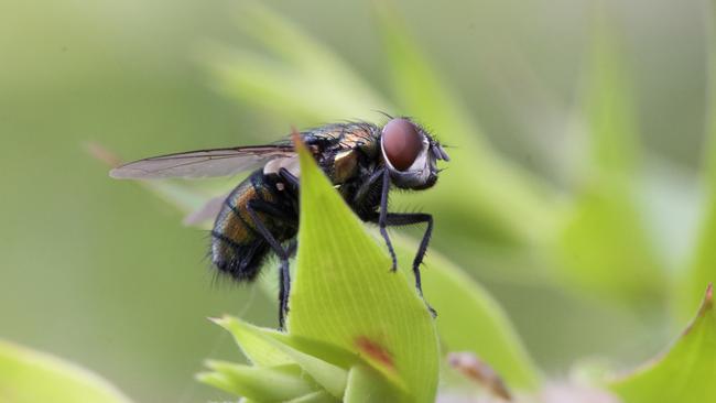 A blowfly in a garden. Photo: Bryan Lessard