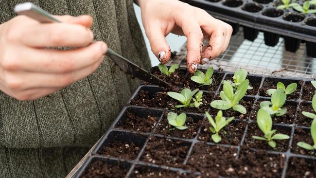 Sauers Produce and Garden Centre are one company in Gympie hiring