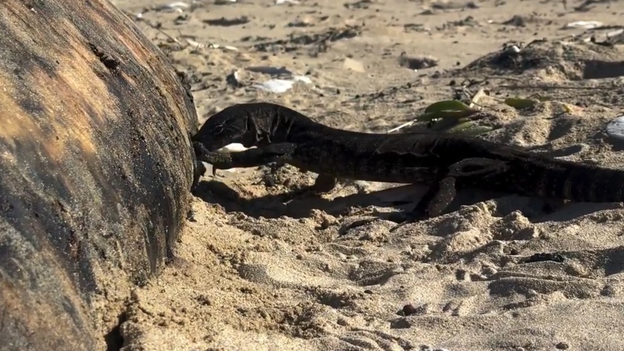 Kangaroo Island goanna spotted eating a dead whale