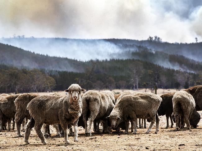 Sheep graze near Fingal as fire burns in the surrounding hills. Picture: CHRIS KIDD