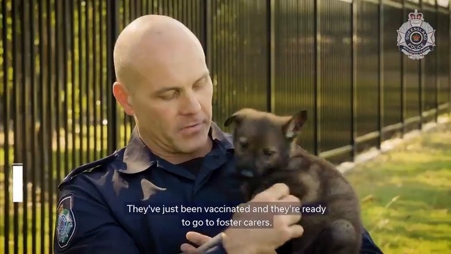 Meet Queensland Police's new puppy recruits