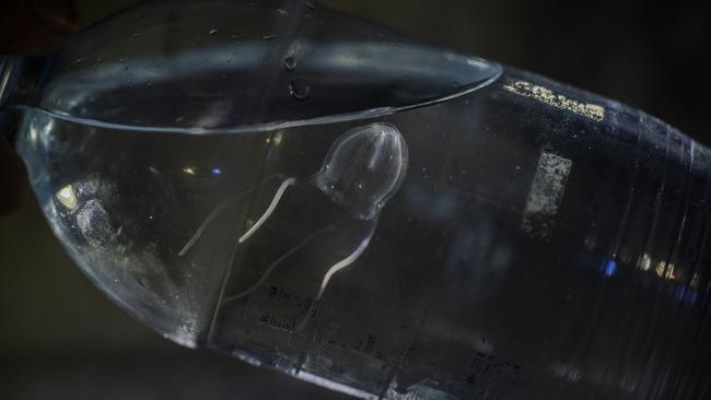 Small but deadly – an Irukandji jellyfish inside a water bottle. Picture: Olivia Rowley/Tropical Australian Stinger Research Unit