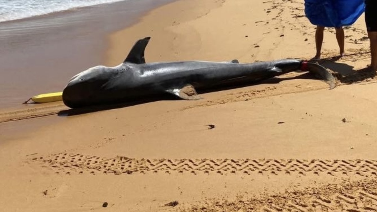 Tiger Shark found washed up on NSW beach