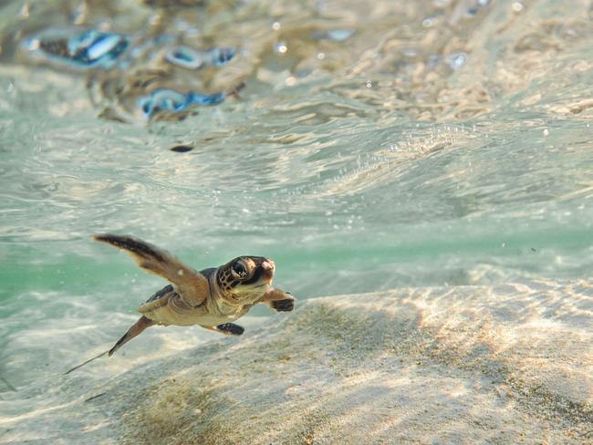 Turtle on Heron Island. Associate Professor Tracy Ainsworth from UNSW Science's School of Biological, Earth and Environmental Sciences. UNSW Scientists will run a "walking snorkel" tour of the Sydney Institute of Marine Science (SIMS).