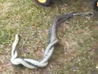 A still from a video of two snakes in Chillingham posted by Shirley Henry. Picture: Contributed