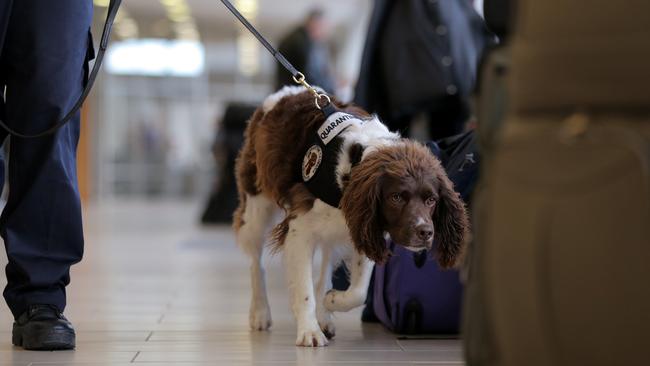 A sniffer dog at Hobart Airport found ice with an estimated street value of up to $250,000 in painter Joseph Roy Wallner’s underpants.