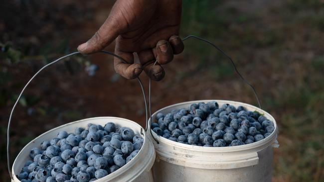 Blueberry picking underway.