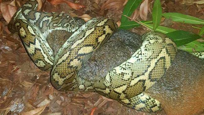 QLD carpet python savagely attacks possum | Video | news.com.au ...