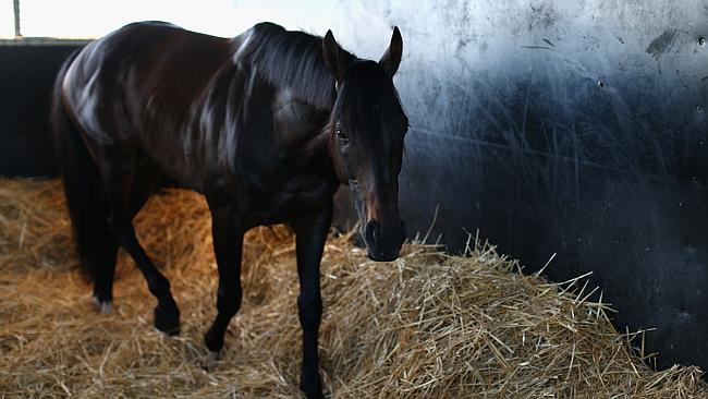 Fiorente relaxes in his stable during this morning. Photo: Getty Images