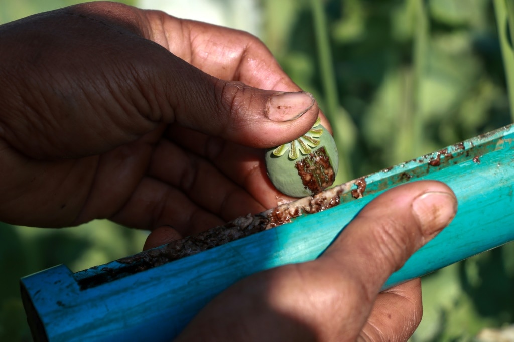 Opium farming takes root in Myanmar’s war-wracked landscape