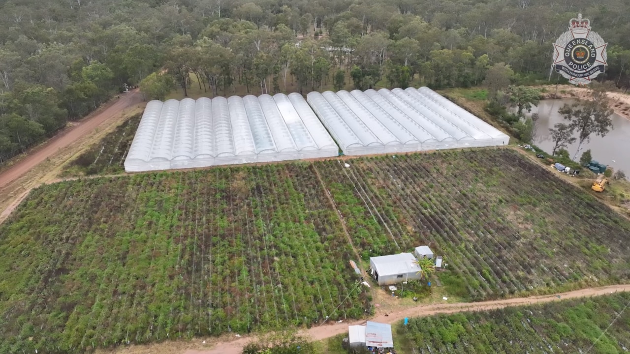 The state‘s drug squad uncovered almost 3000 cannabis plants in 19 70m-long greenhouses located at the sprawling complex in Coominya in the state’s Sommerset region. Picture: QLD Police