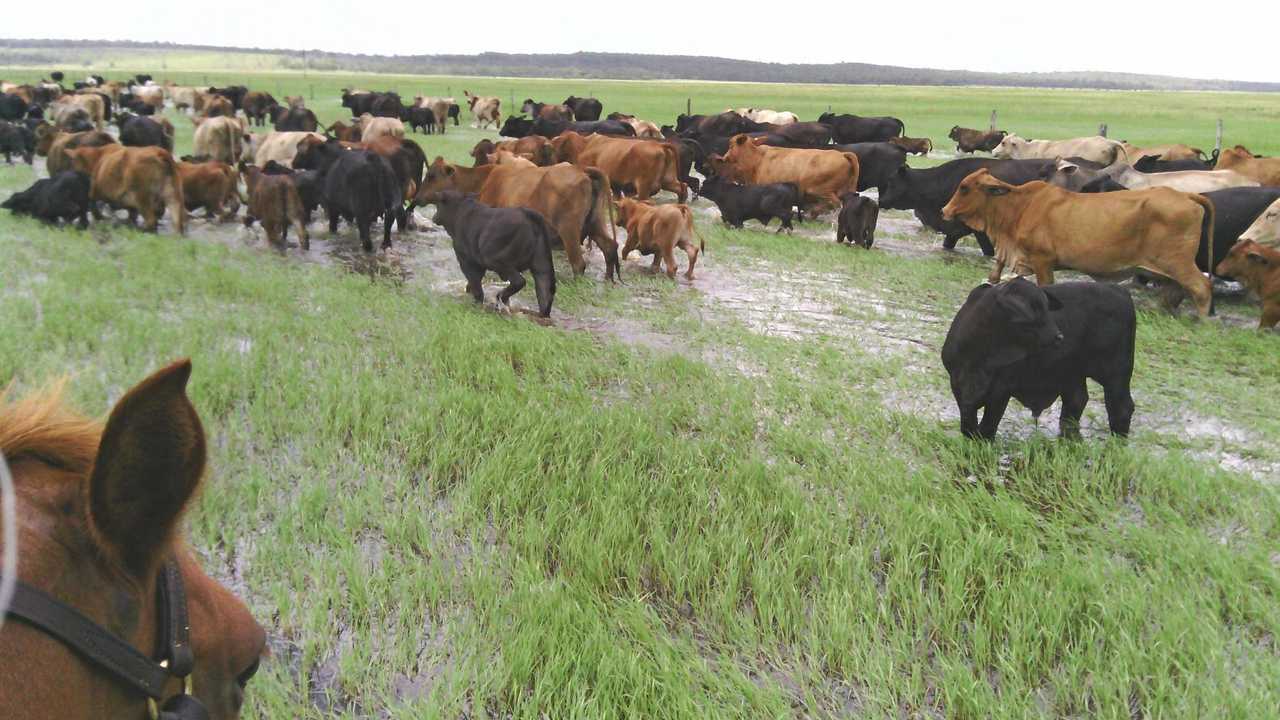 Craig mustering cattle off the marine plain at their Marlborough property about and hour and a half north of Rockhampton. Picture: Contributed