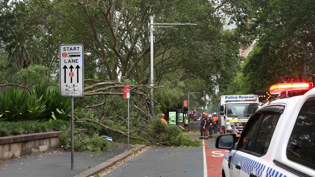 Emergency workers attend to the injured after a tree fell on Elizabeth Street. Picture: Ted Lamb