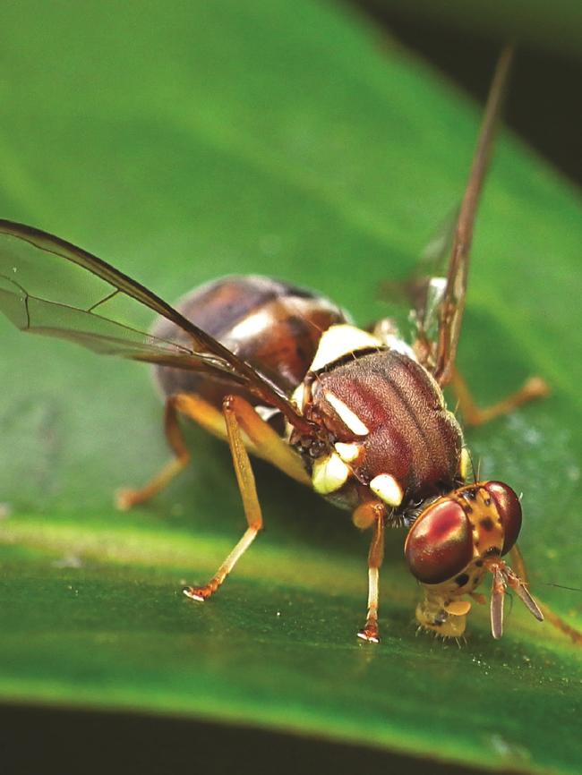 The Queensland fruit fly can cause immense damage to horticultural crops.