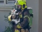 Cat rescued from a burning building