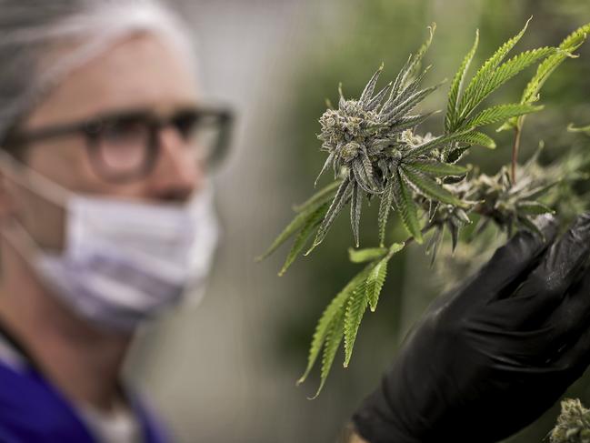 FILE - In this June 28, 2017, file photo, a worker looks at a marijuana plant at the Desert Grown Farms cultivation facility in Las Vegas. Twenty-eight states plus the District of Columbia have enabled the use of marijuana to treat PTSD, and the number has doubled just in the last two years amid increasingly visible advocacy from veterans' groups. (AP Photo/John Locher, File)