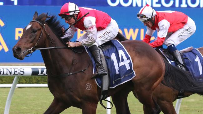 Hell I Am looks tough to beat in the Darby Munro Stakes at Rosehill on Saturday. Picture: Grant Guy