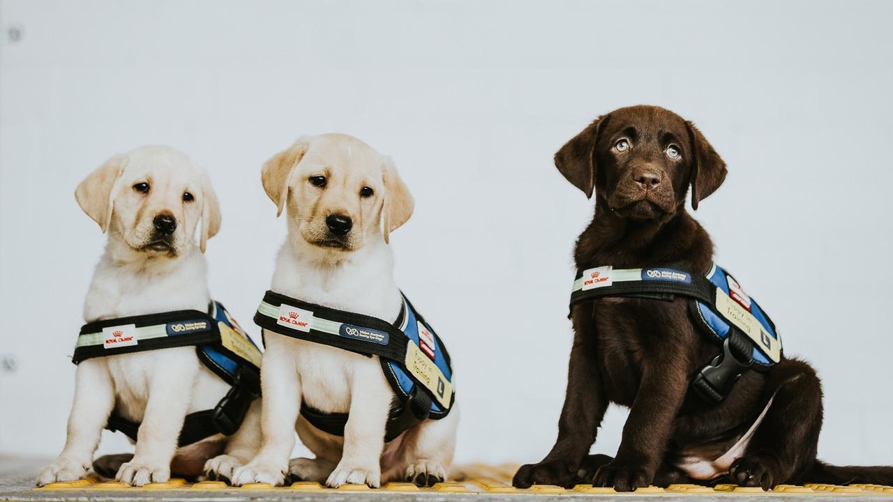 are seeing eye dogs happy