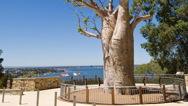 Gija Jumulu Boab Tree in Kings Park Gardens, Perth, WA. Picture: Alamy