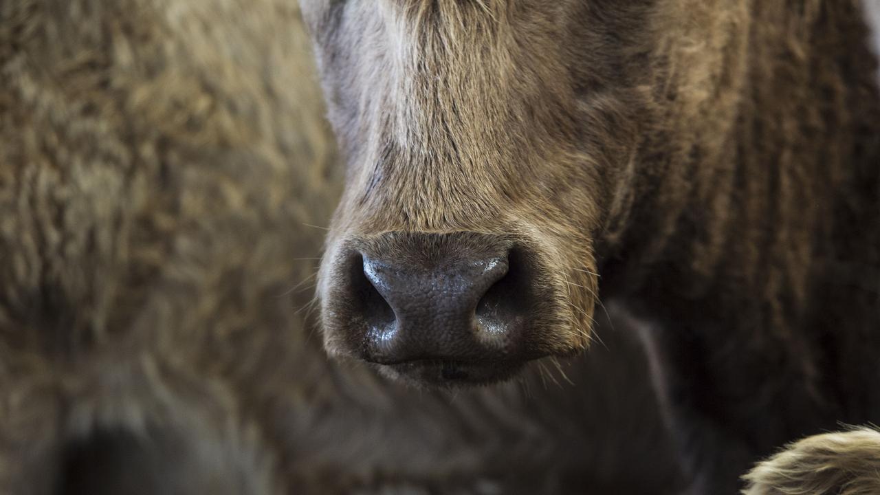 Animal cruelty: Wangaratta cattle farmer to pay $1500, on good behaviour  bond | The Weekly Times
