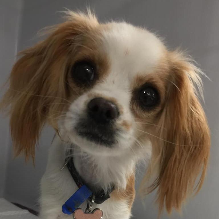 Lucy, 2 year old Cavalier X. Picture: Kirsty Johnson