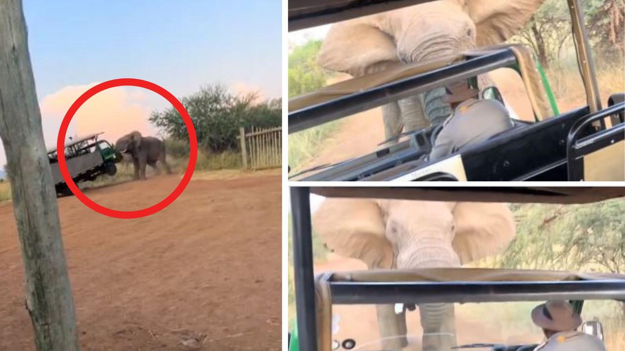 ‘Traumatised’: Moment elephant attacks