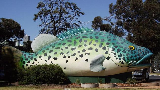 Giant Murray Cod.