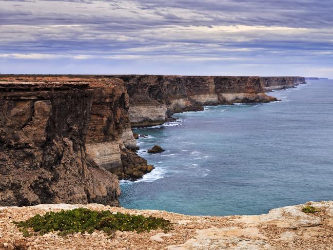 rugged coastline of limestone plato which forms Nullarbor plain and meets Great Australian Bights off South Australia coast. Local wild flower plant in a foreground on the cliff.