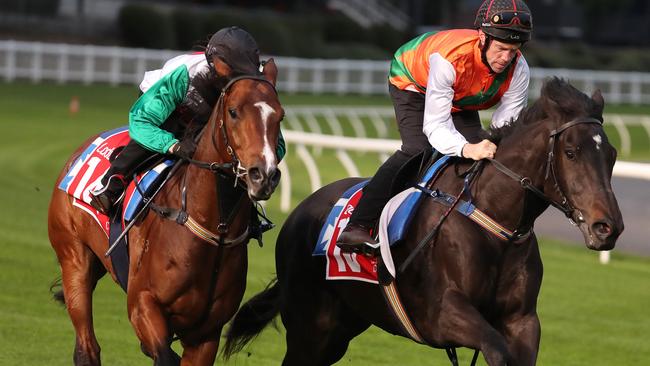 Morton’s Fork (right) alongside his former stablemate Castelvecchio in a track gallop during his last trip to Melbourne. Picture: Michael Klein