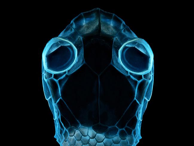 Under ultraviolet light, a Corn Snakelet’s skin pattern becomes a work of art, unveiling a unique aspect of snake biology. Picture: Irina Petrova Adamatzky/TNC Photo Contest 2023