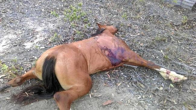 Gavin Kovacs was shocked to find a young well-looked after dead horse dumped in the forestry at Glastonbury on Thursday. Picture: Contributed