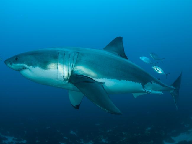 A large male great white photographed off the Neptune Islands. Picture:  Andrew Fox - Rodney Fox Shark Museum and Learning Centre