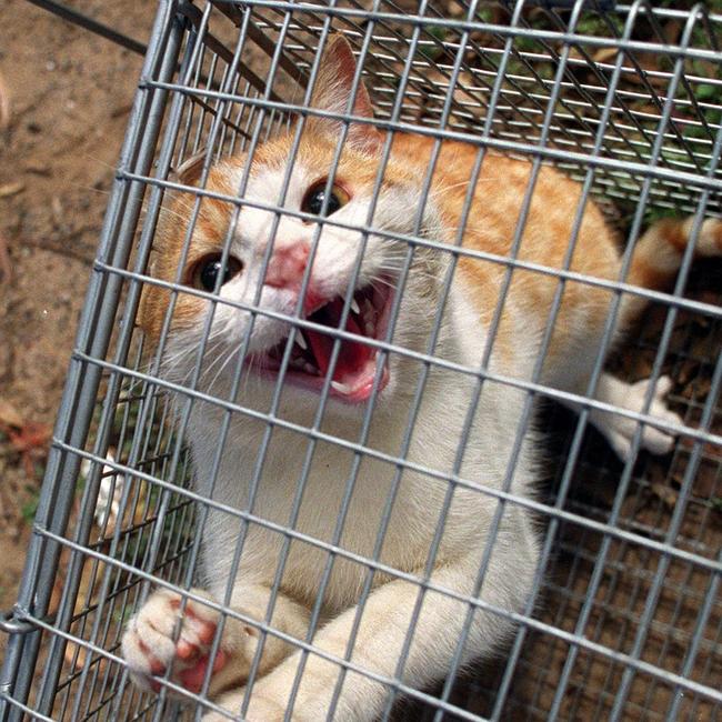 The council supplies purpose-built traps for householders experiencing issues with “trespassing” cats. File photo