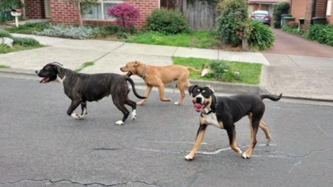 A photo uploaded to a Sunbury Community Facebook group of three dogs on the loose Thursday afternoon