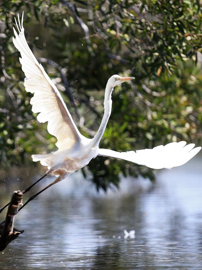 An eastern great egret.