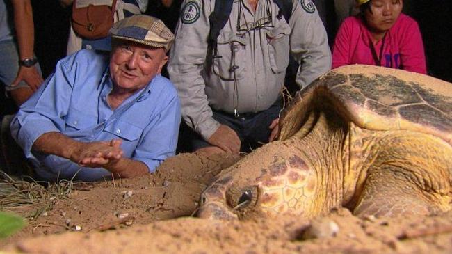 Doctor Harry with a nesting turtle at Mon Repos.