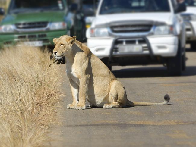 Life spared ... Lion Park officials said the lioness will not be euthanized. Picture: Supplied