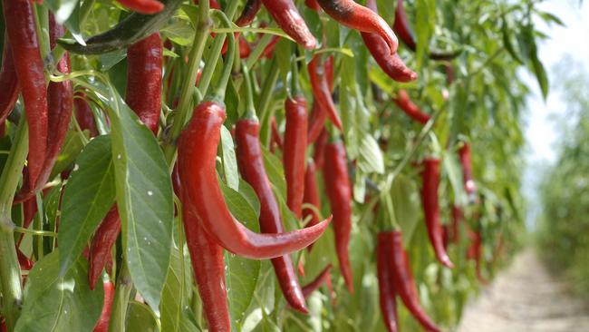 Local chilli manufacturers Austchilli were another local business to be rated five stars. PicJohnWilson