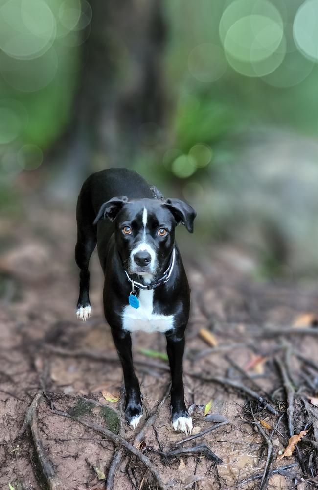 The Samsung Galaxy S22 Ultra has a range of fun pet portrait modes. This one is 'big circles'. Photo: Mark Furler